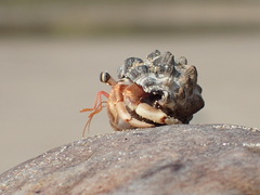 Coenobita