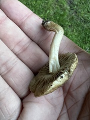 Pholiota terrestris