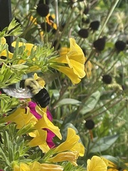 Bombus impatiens