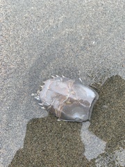 Blepharipoda occidentalis