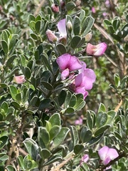 Podalyria myrtillifolia