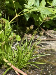 Carex luzulina