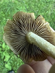 Pholiota terrestris
