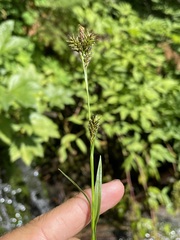 Carex luzulina