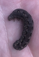 Spodoptera dolichos