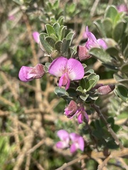 Podalyria myrtillifolia