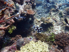 Plectorhinchus chaetodonoides