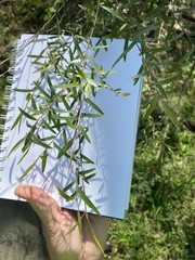 Leptospermum polyanthum