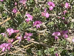 Podalyria myrtillifolia