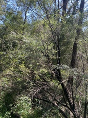 Leptospermum polyanthum