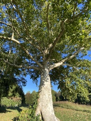 Platanus occidentalis