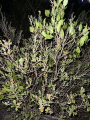 Lyonia fruticosa