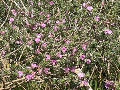 Podalyria myrtillifolia