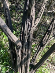 Leptospermum polyanthum