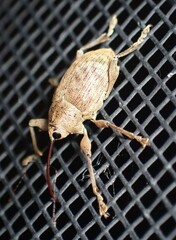 Curculio