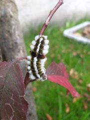 Megalopyge defoliata