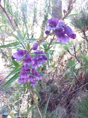 Penstemon gentianoides