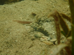 Cryptocentrus caeruleomaculatus