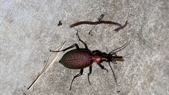 Carabus smaragdinus