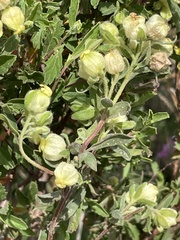 Hermannia hyssopifolia