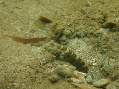 Cryptocentrus caeruleomaculatus