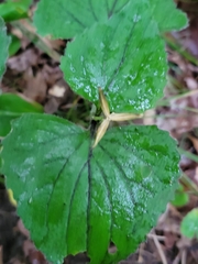Viola