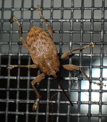 Curculio