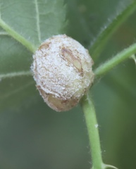 Neolasioptera farinosa