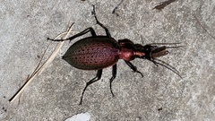 Carabus smaragdinus