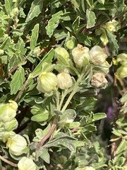 Hermannia hyssopifolia