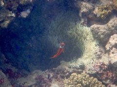Amphiprion barberi