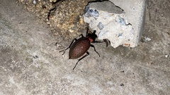 Carabus smaragdinus