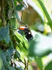 Tachypompilus analis