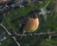 Empidonax fulvifrons