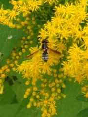 Hoplitimyia constans