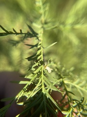 Taxodiomyia cupressi
