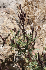 Rumex californicus