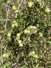 Hermannia hyssopifolia