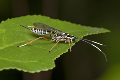 Agonocryptus discoidaloides