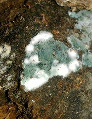 Trichoderma viride