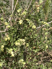 Hermannia hyssopifolia