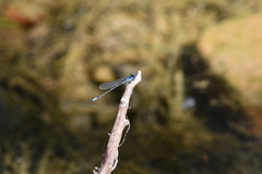 Argia sedula
