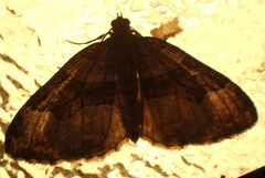 Xanthorhoe lacustrata