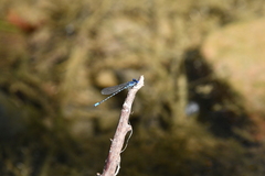 Argia sedula