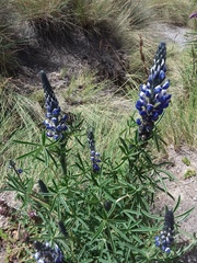 Lupinus altimontanus