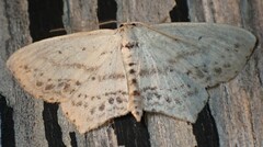 Scopula cacuminaria