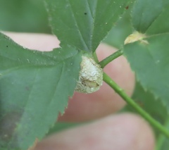 Neolasioptera farinosa