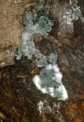 Trichoderma viride