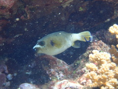 Arothron nigropunctatus