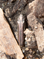 Agrilus difficilis